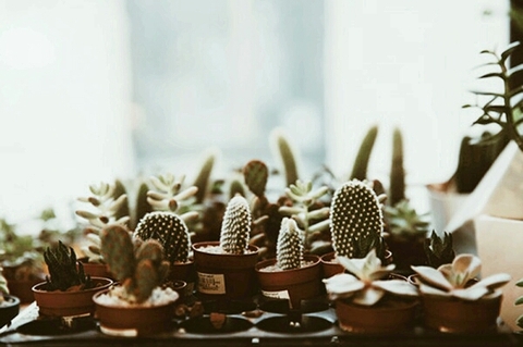 ταπετσαρίες plant, flowerpot