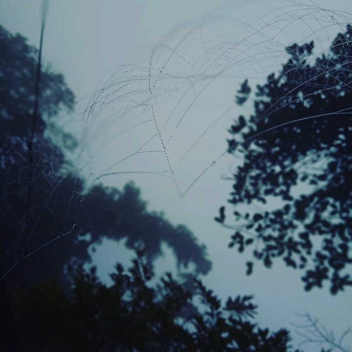 weby fog