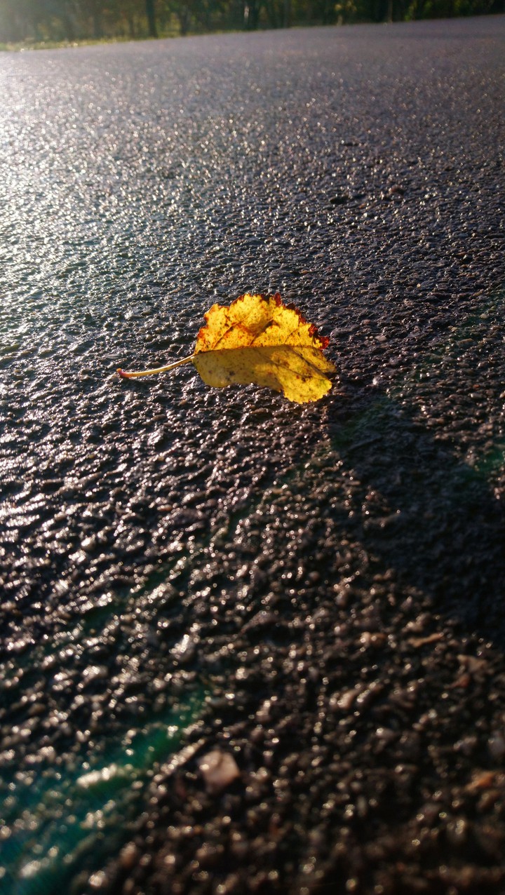 leaf