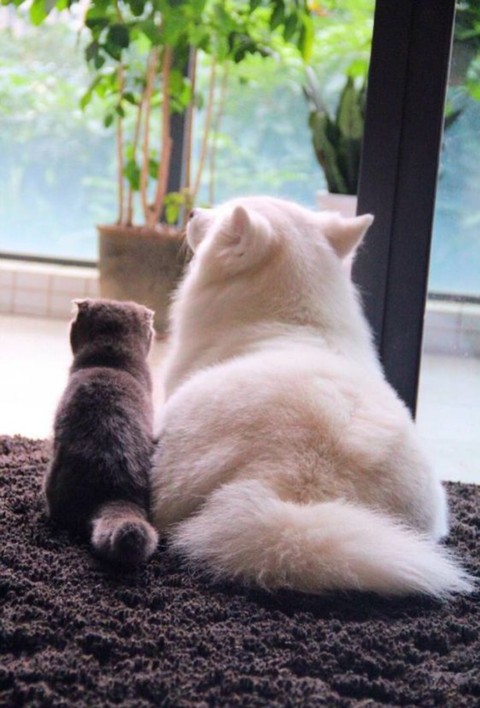 puppy, cat桌布