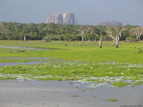 Elephant Rock