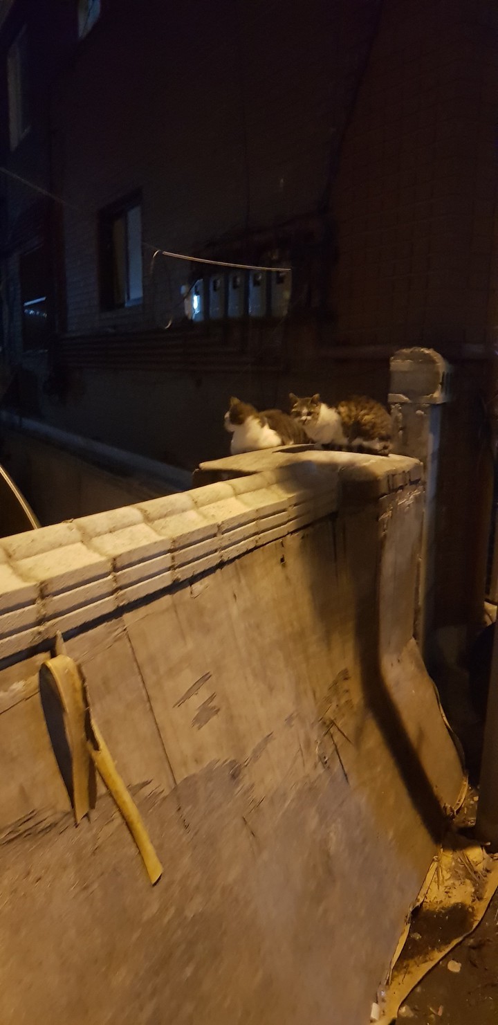 냐옹