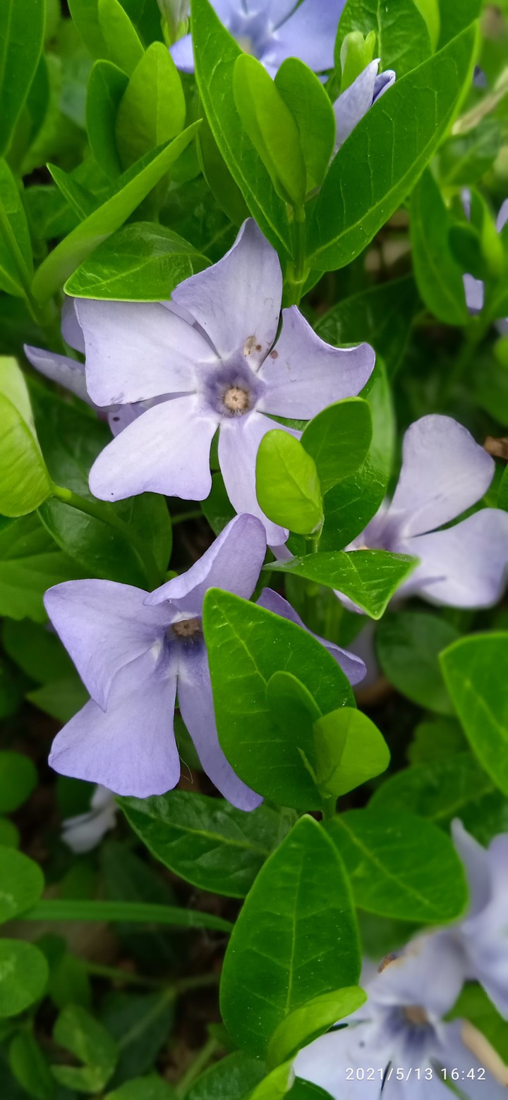 green & violet
