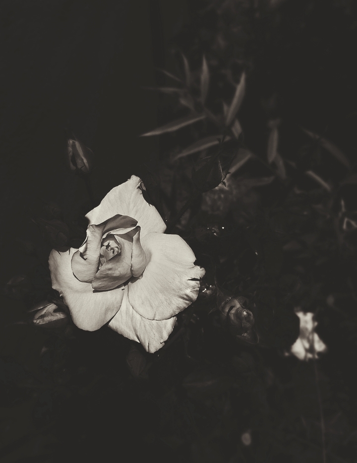 black & white flower