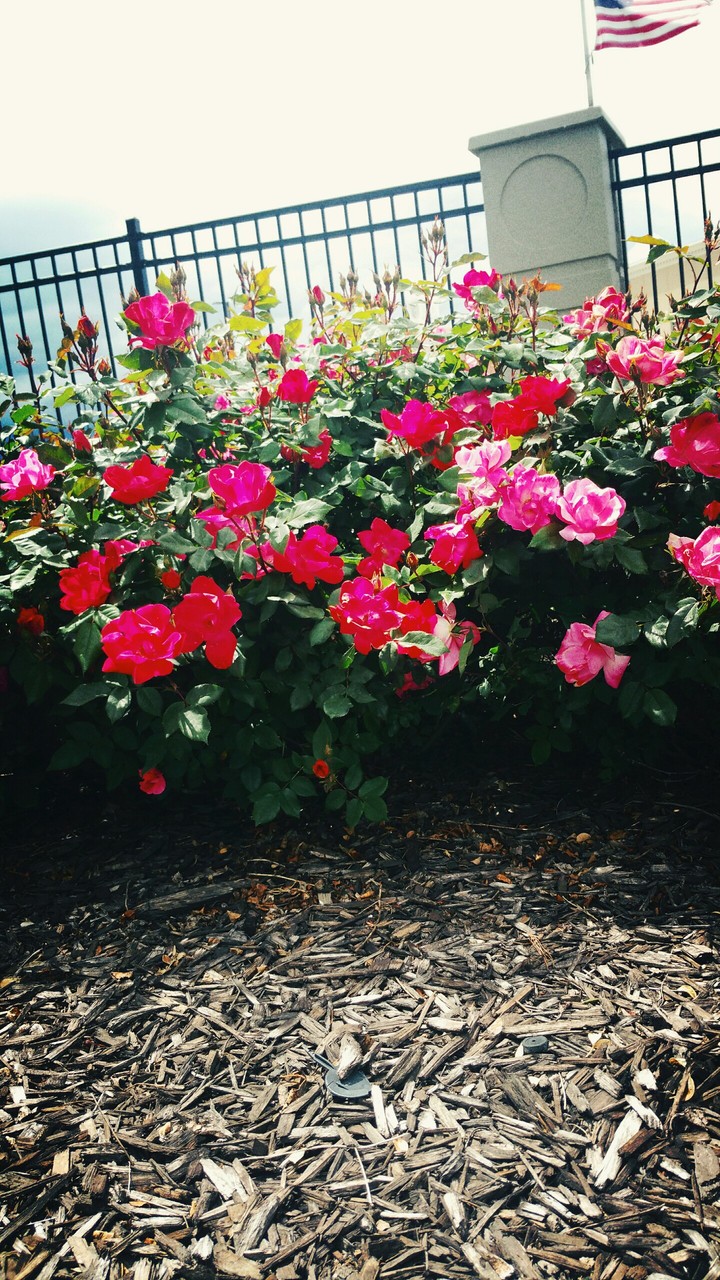Rose Bush