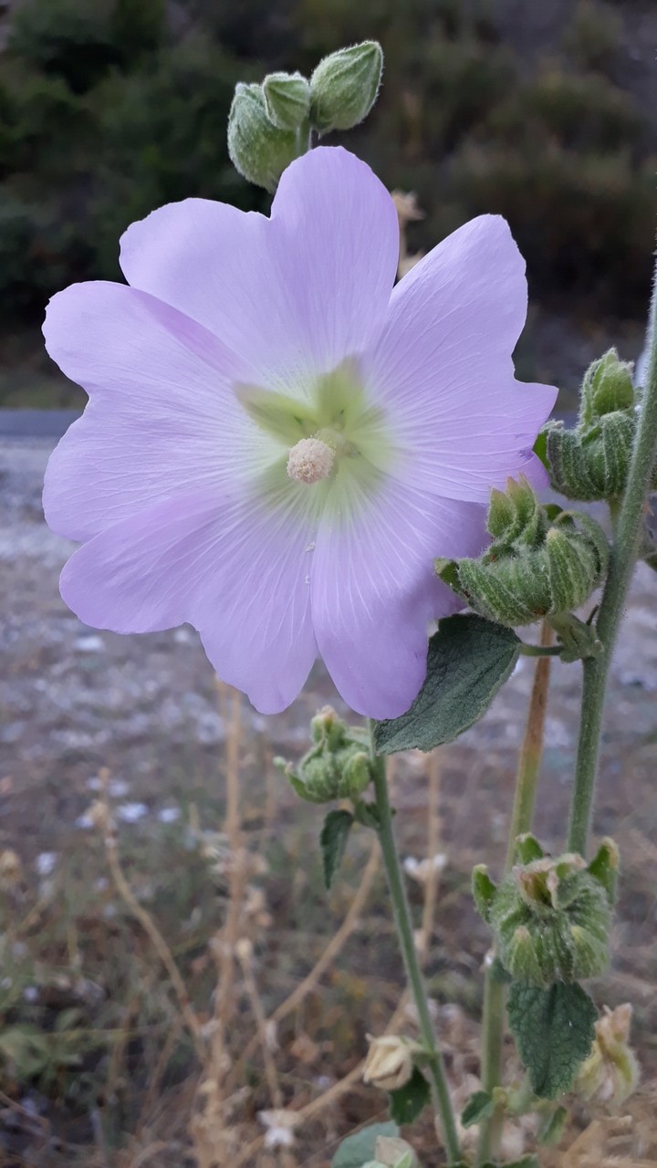 Lilac Flower