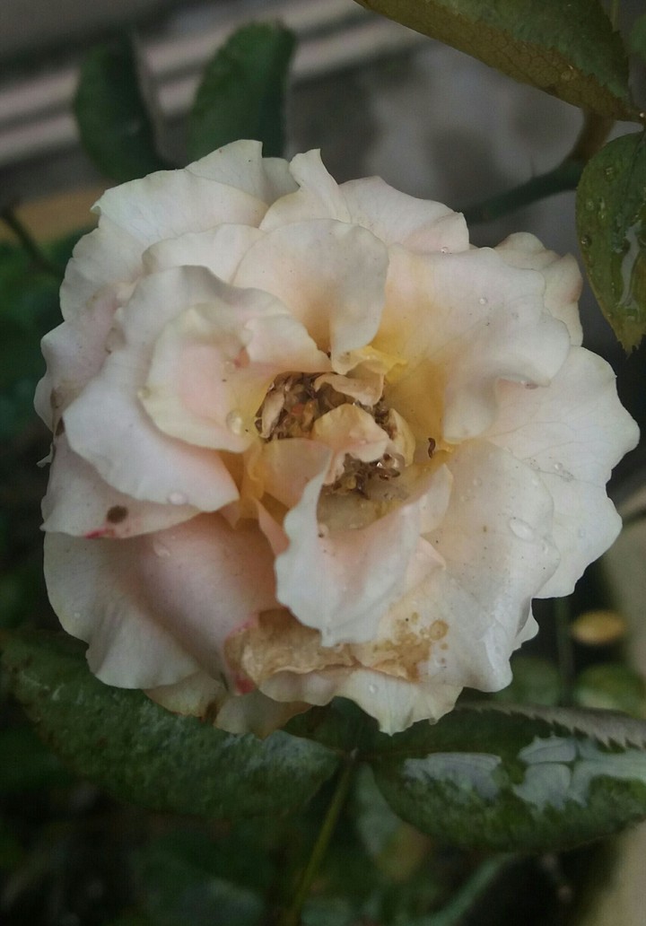 Pastel rose