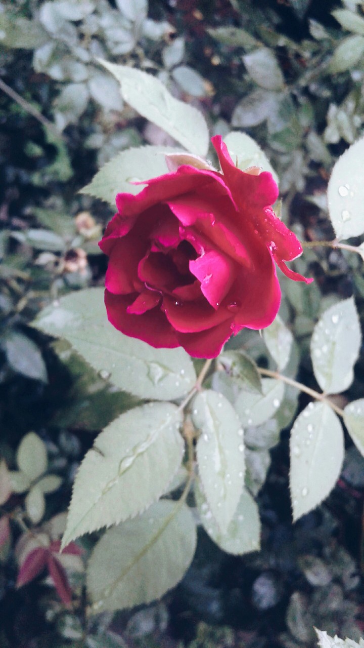 lovely rose