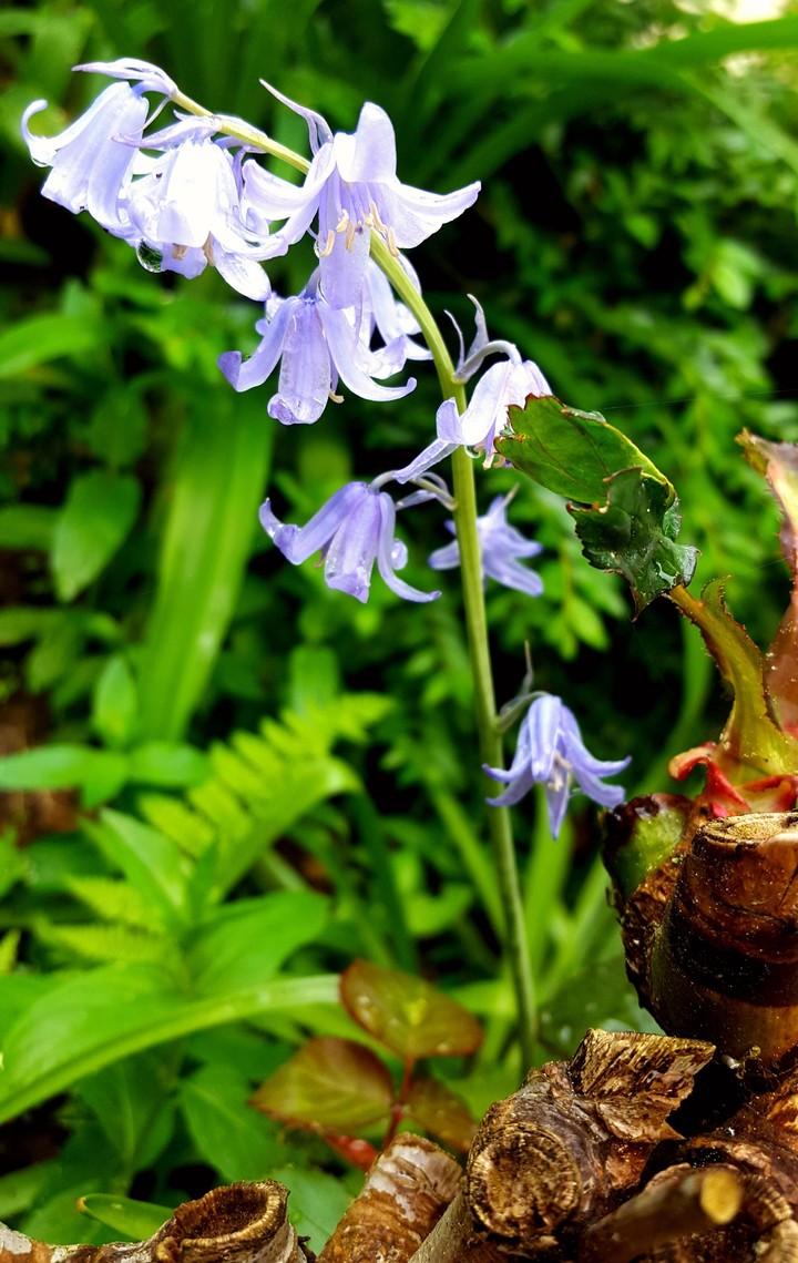 bellflower