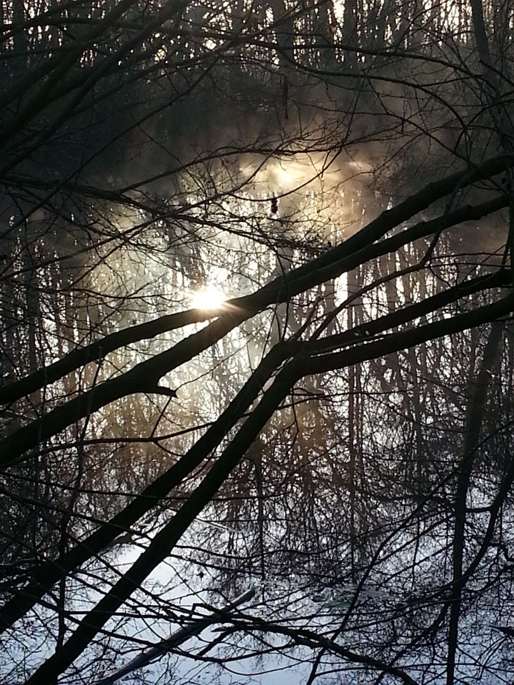 Sonnenaufgang im Wald