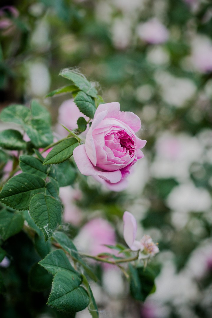 flor