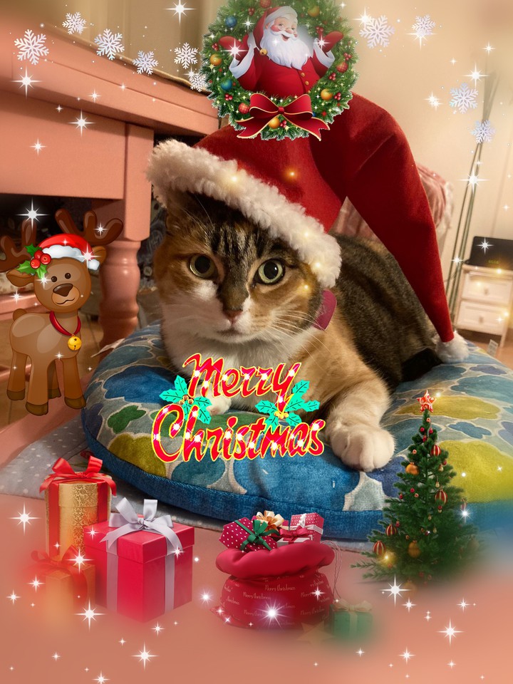 Christmas cat