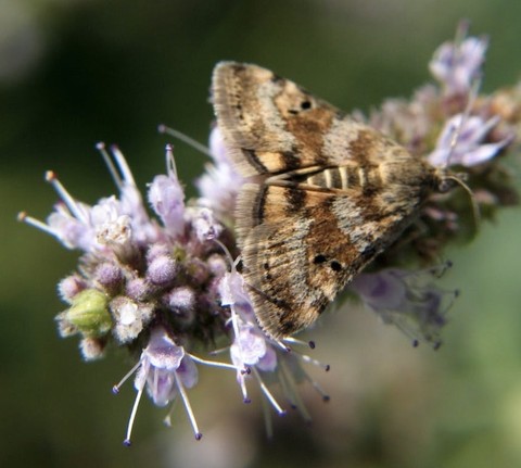 sfondi arthropod, pollinator