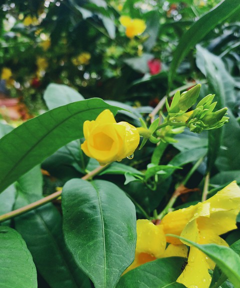 sfondi botany, petal