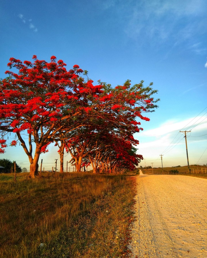 may tree flowers
