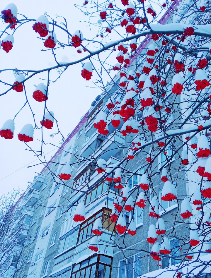 Winter caps for berries