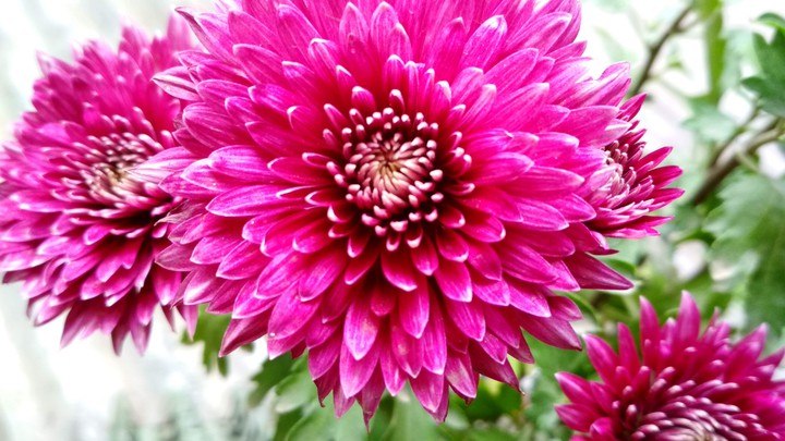 Flower