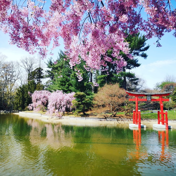 cherry blossoms