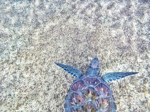 tortoise