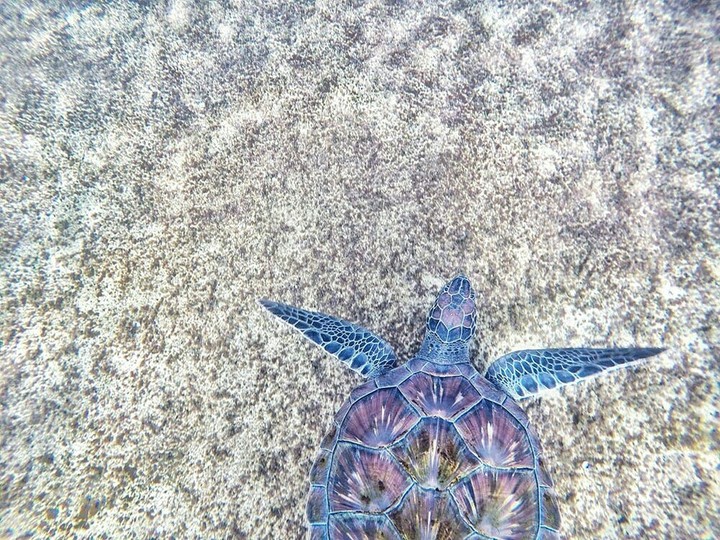 tortoise 