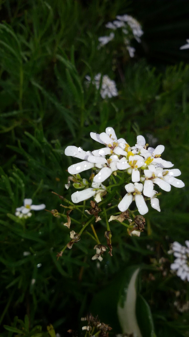 white flower