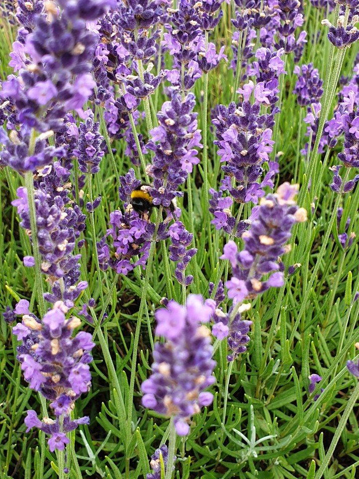 Bee @ lavender flower