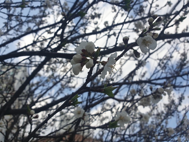 spring flower