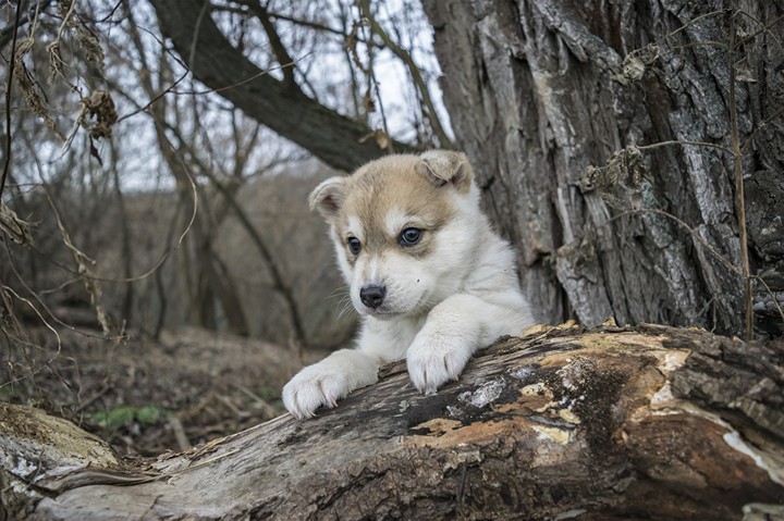 Щенок Хаски