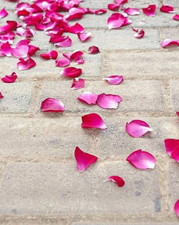 PETALAS DE AMOR
