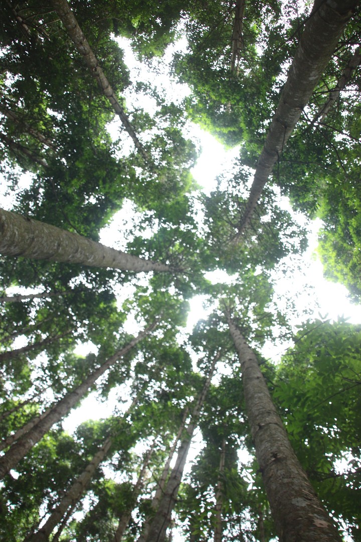 pinus tree