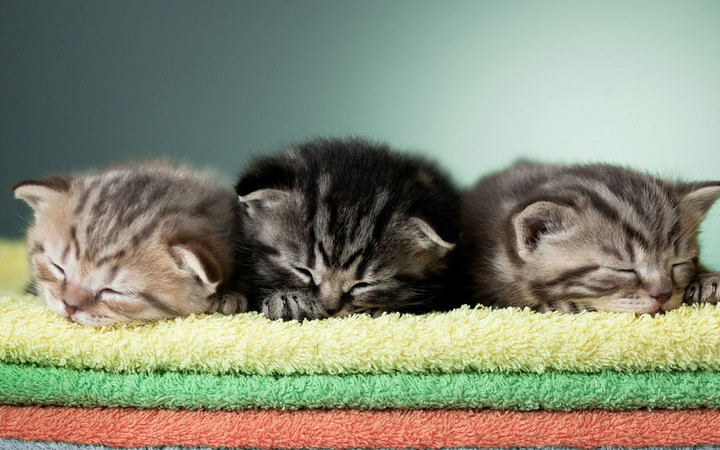 kittens