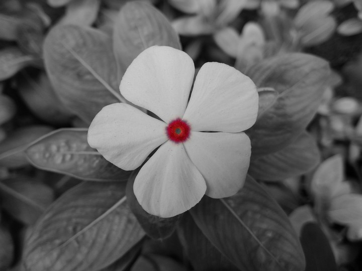 flower monochrome and color
