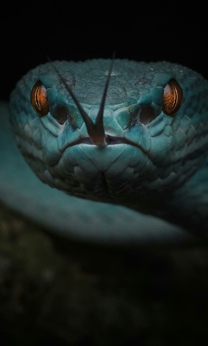 snake