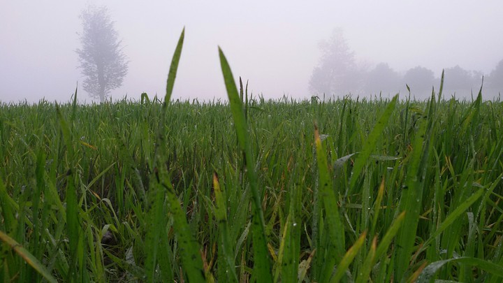 #fog #grain