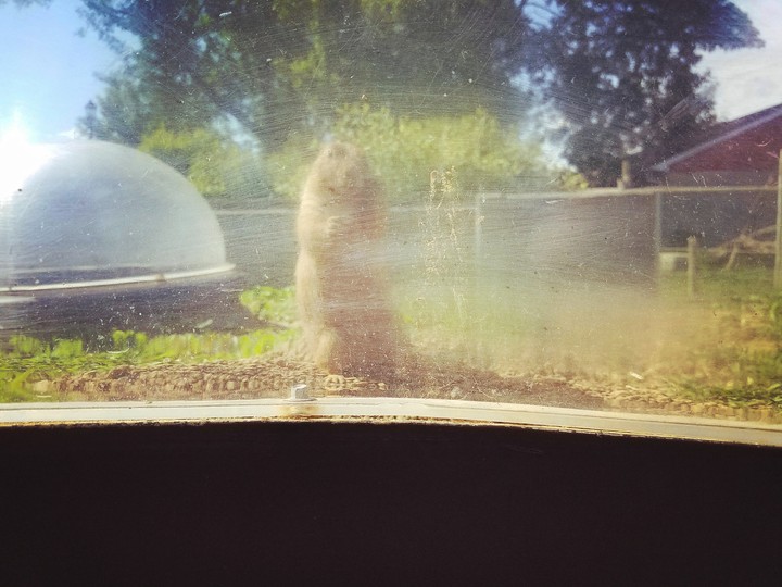 Prarie Dog