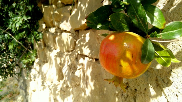 pomegranate