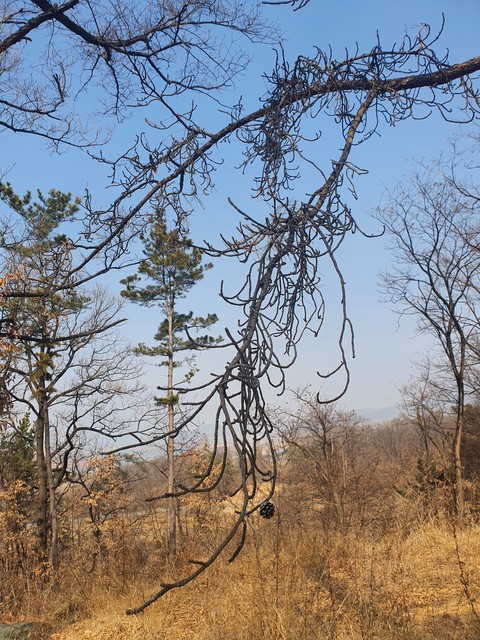 sky, twig Hintergrundbilder