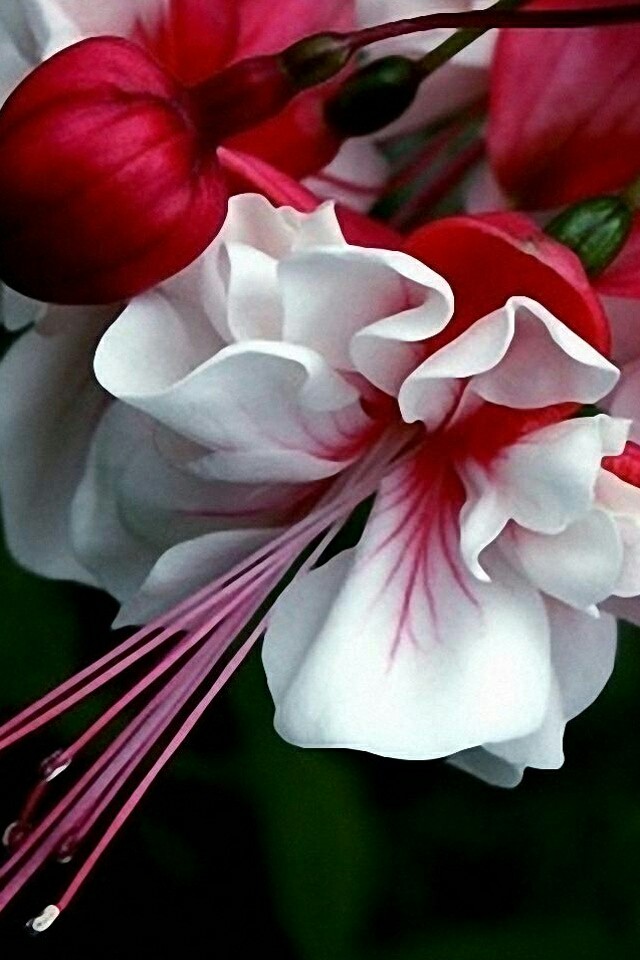 nice color