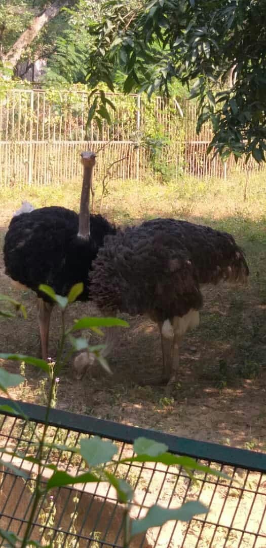 at zooo