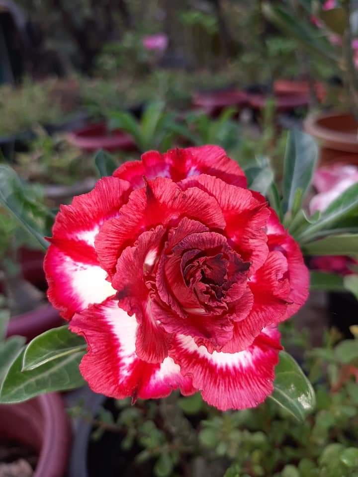 Adenium