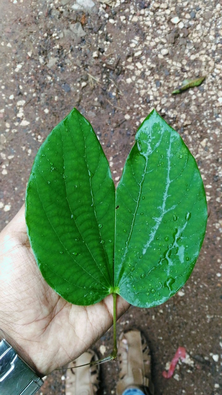 leaf