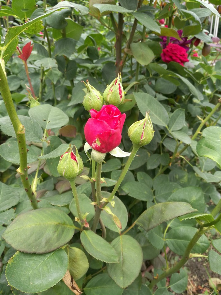 rose