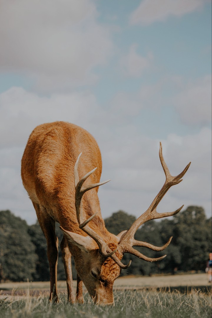 Animals