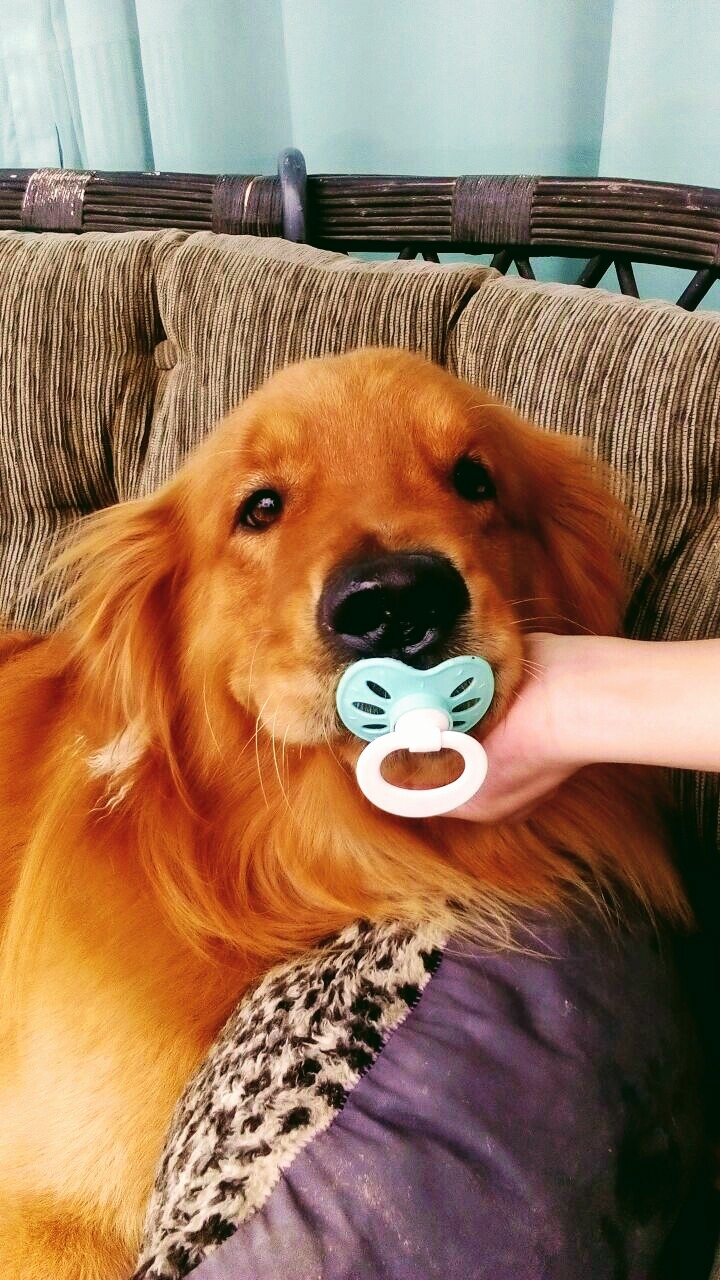 oi gente, eu sou o Buddy um dog feliz e muito fotogênico