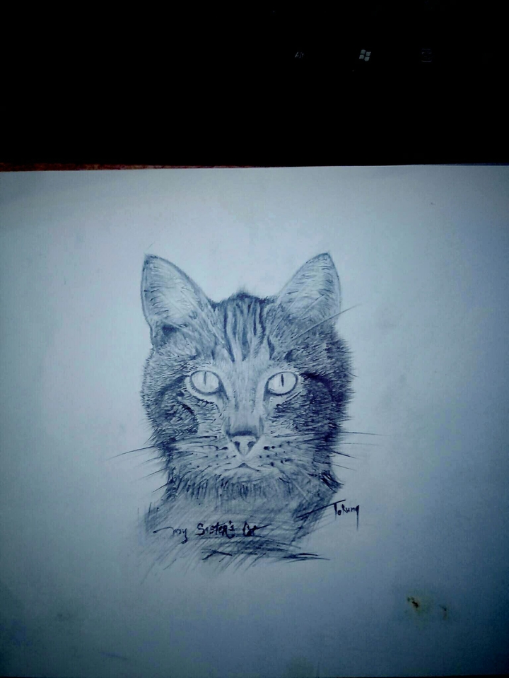 cat drawing