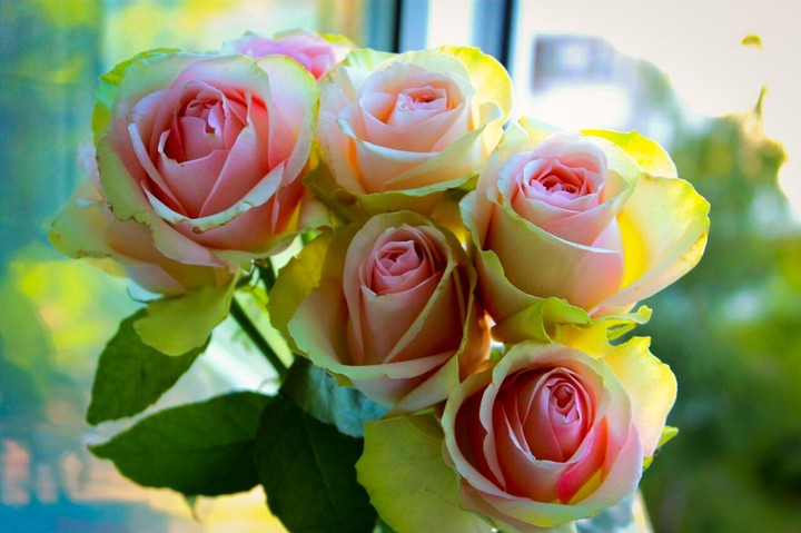 roses