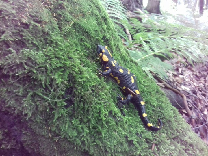 salamandra