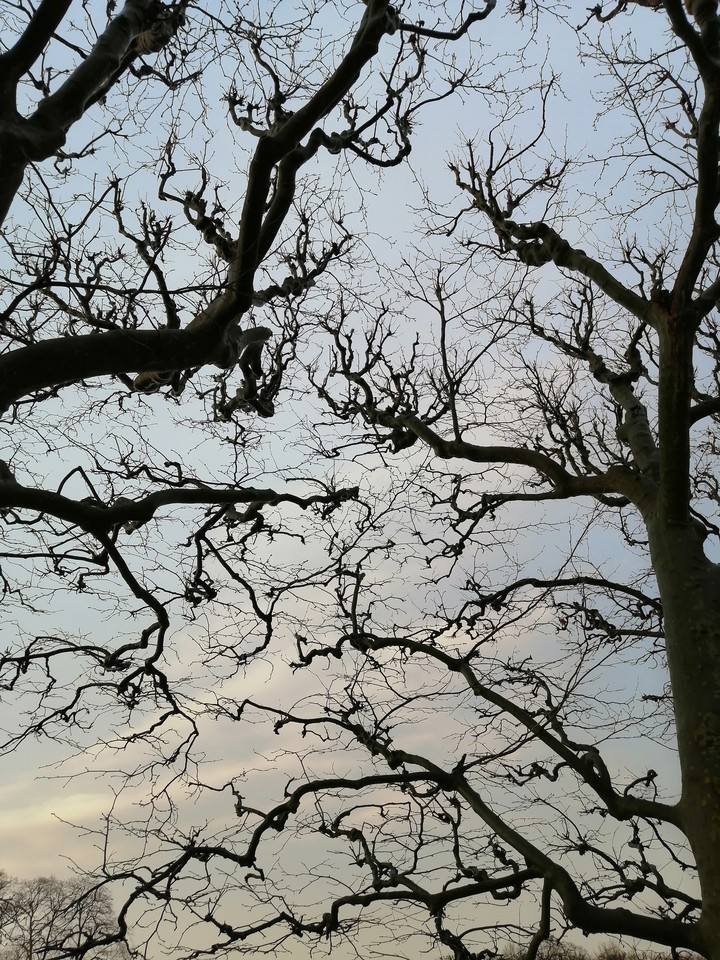 arbre