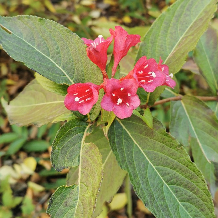 Pink flower
