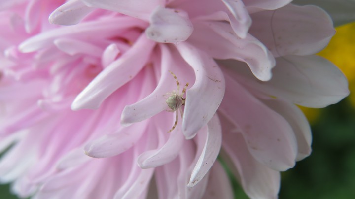 flowers & spider
